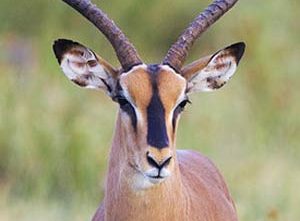 Impala