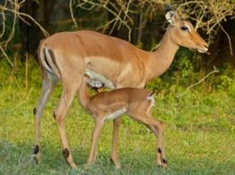 Impala
