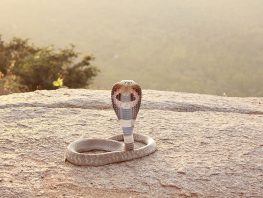 indian cobra