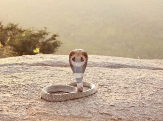 indian cobra
