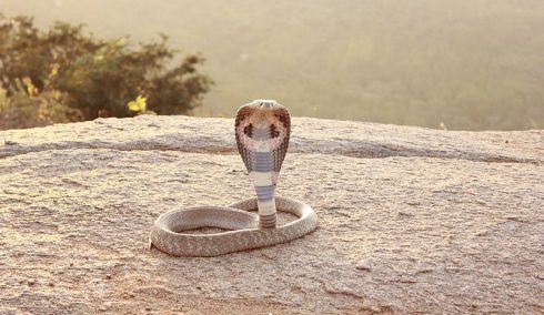 indian cobra