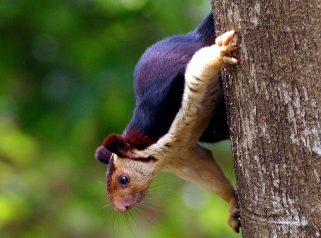 Indian giant squirrel