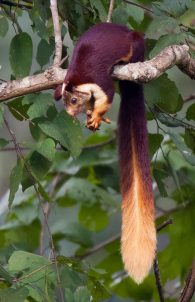 Indian giant squirrel