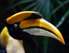 great hornbill