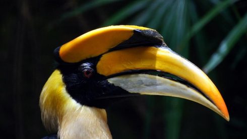 great hornbill