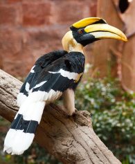 great hornbill