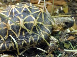 Indian starred tortoise