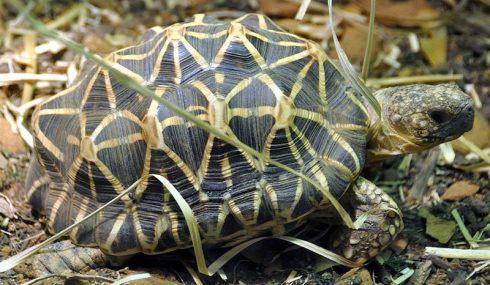 Indian starred tortoise