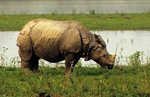 Indian rhino