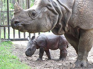 Indian rhino