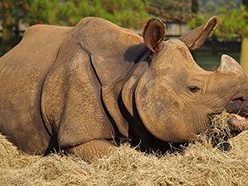 Indian Rhino