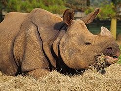 Indian Rhino