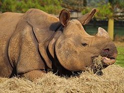 Indian Rhino