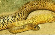 inland taipan