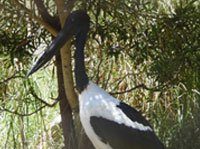 Jabiru
