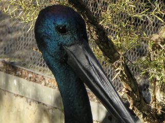 jabiru