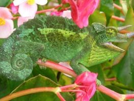 Jackson's chameleon