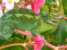 Jackson's chameleon