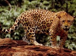 jaguar