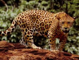 jaguar