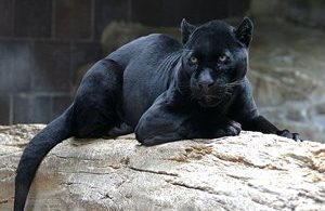 jaguar