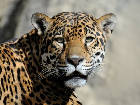 Jaguar release US WCS