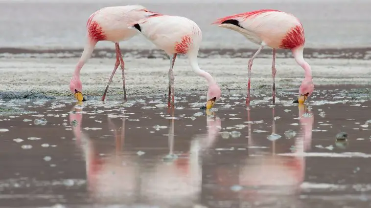 James's Flamingo