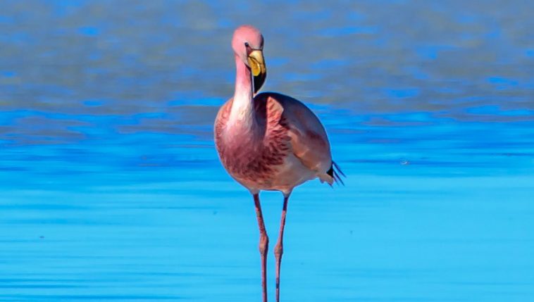James's Flamingo