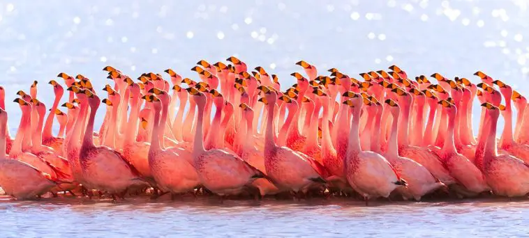 James's Flamingo