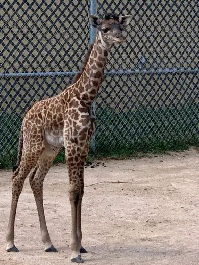 giraffe calf columbus