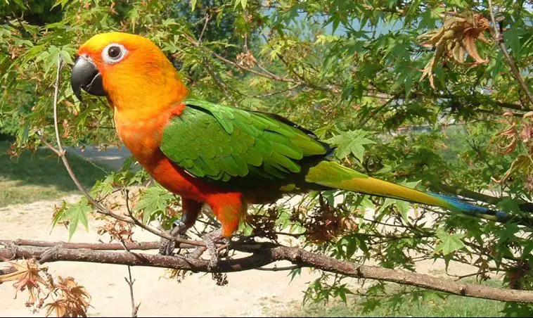 Jenday Conure