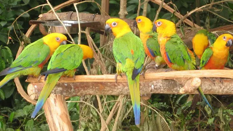 Jenday Conure
