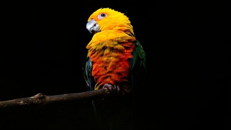 Jenday Conure