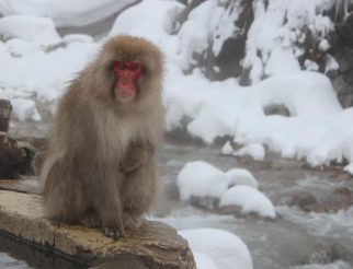 Japanese macaque