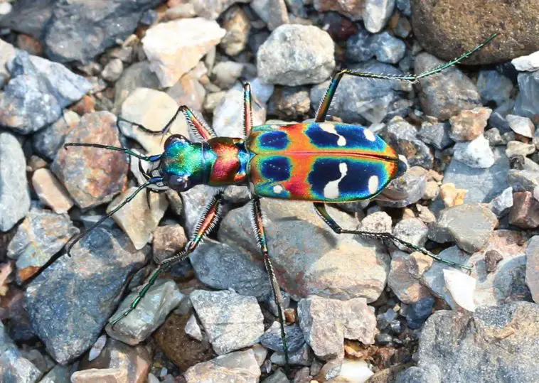 Chinese Tiger Beetle