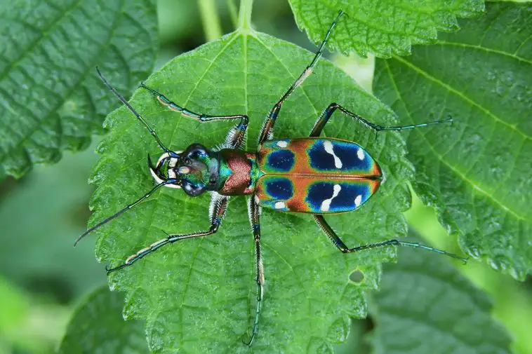 Chinese Tiger Beetle