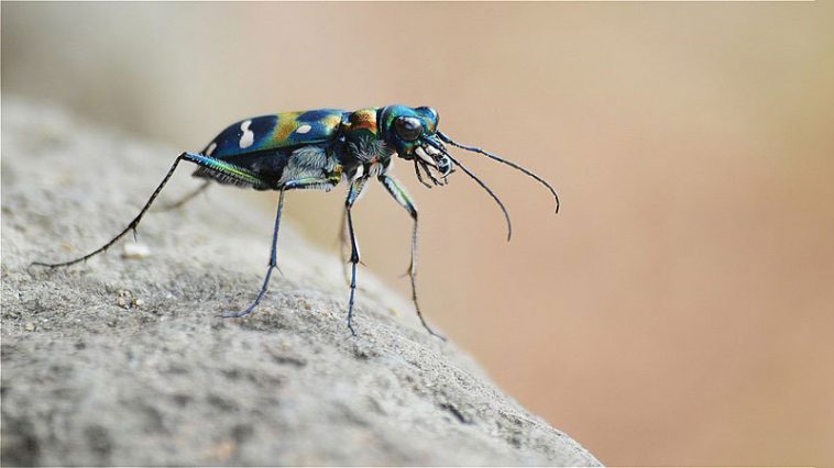Chinese Tiger Beetle