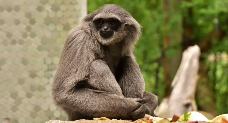 Silvery Gibbon (Hylobates moloch)