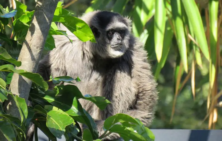 Silvery (Javan) Gibbon (Hylobates moloch)