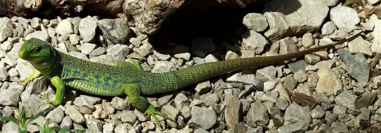 Jewelled Lizard (Timon lepidus)