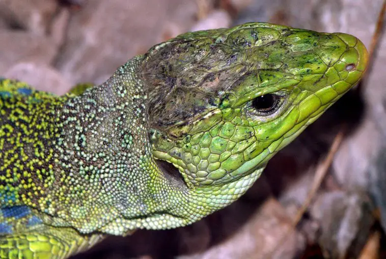 Jewelled Lizard (Timon lepidus)
