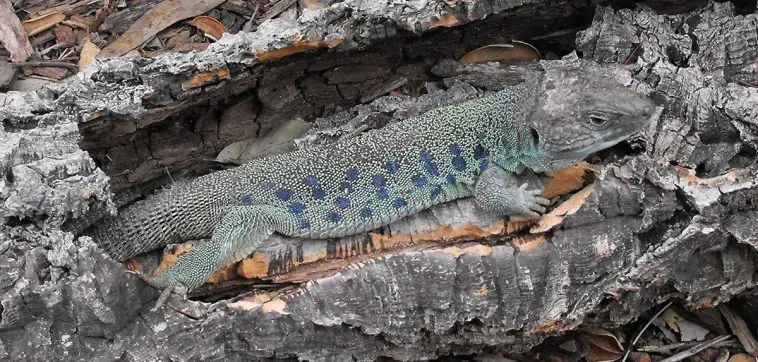 Jewelled Lizard (Timon lepidus)