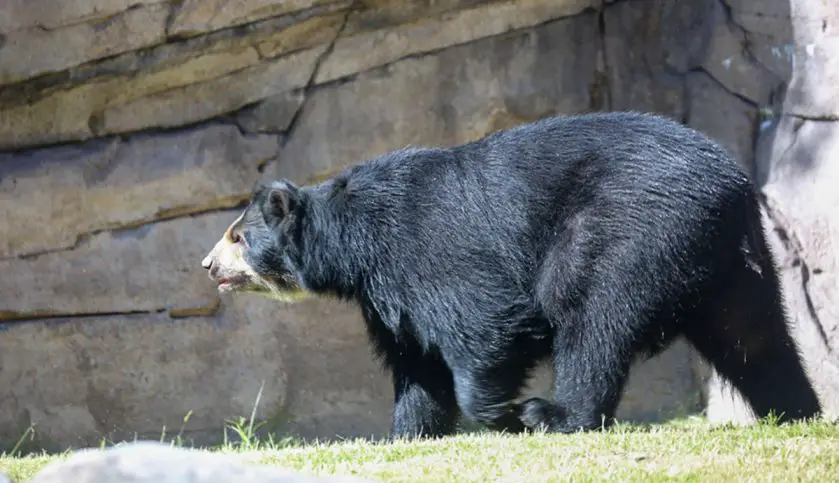 New Andean Bear Reid Park Zoo