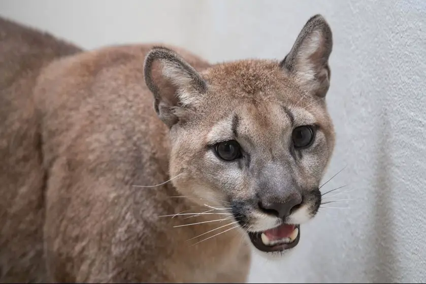 Mountain Lion Rescued by New York Wildlife Charities
