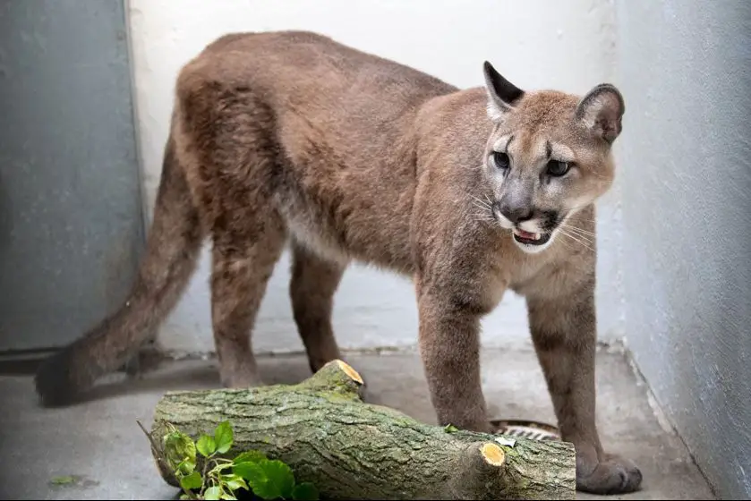 Mountain Lion Rescued by New York Wildlife Charities