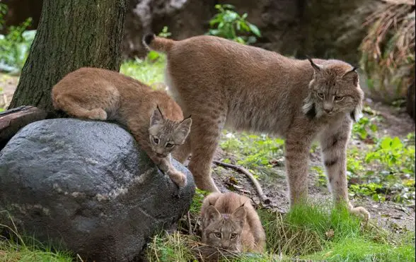 canada lynx cubs queens zoo