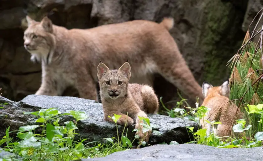 canada lynx cubs queens zoo