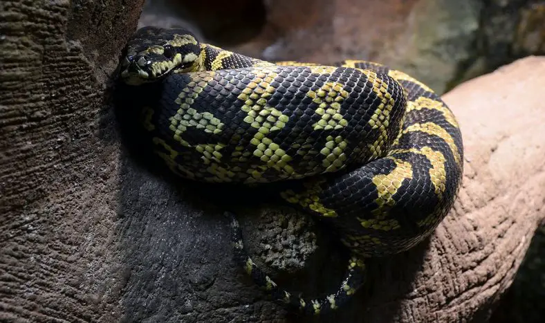 Jungle Carpet Python