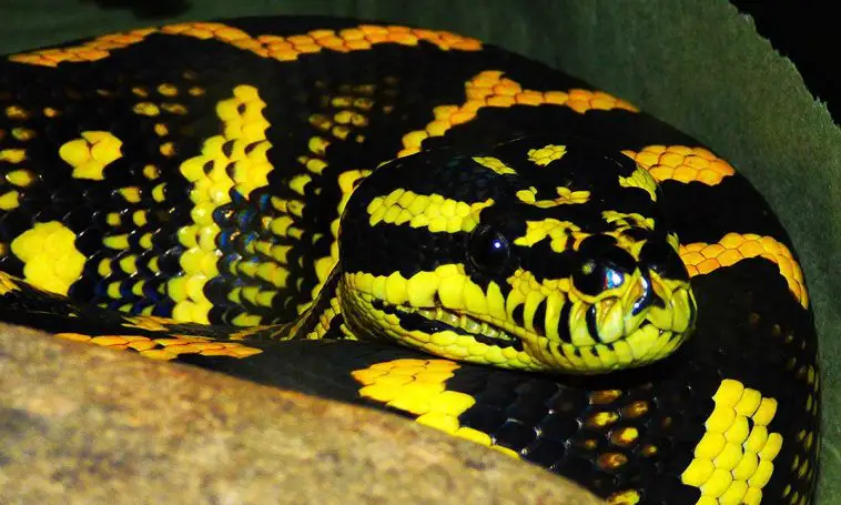 Jungle Carpet Python