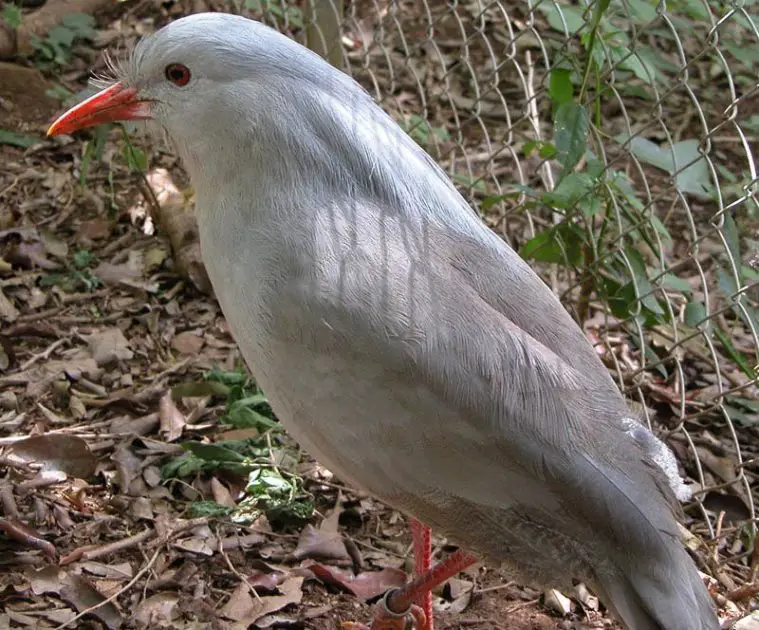 Kagu (Rhynochetos jubatus)
